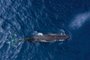 Foto aérea de um cachalote no oceano das Maurícias. Foto: Angelique / stock.adobe.comFonte: 513362458<!-- NICAID(15725129) -->