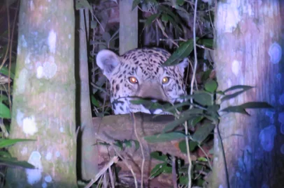 A única onça documentada no Rio Grande do Sul, no Parque Estadual do Turvo, em Derrubadas/RS.<!-- NICAID(16037518) -->