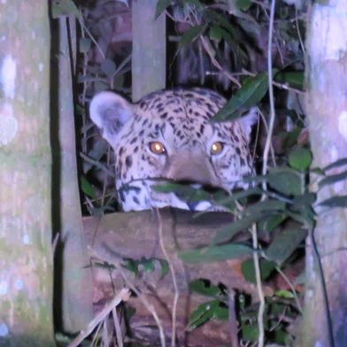 A única onça documentada no Rio Grande do Sul, no Parque Estadual do Turvo, em Derrubadas/RS.<!-- NICAID(16037518) -->