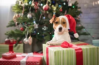 dog under the christmas tree at home, Breed Jack Russell Terrier<!-- NICAID(16182847) -->