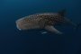 Tubarão-baleia - Foto:SaltedLife/stock.adobe.comFonte: 377602855<!-- NICAID(15389834) -->