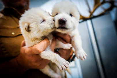 A espécie lobo-terrível ("dire wolf", em inglês) foi considerada extinta há mais de 10 mil anos. Em um desenvolvimento científico inovador, a empresa norte-americana de engenharia genética Colossal Biosciences anunciou nessa segunda-feira (7) a "desextinção" do animal.<!-- NICAID(16012066) -->