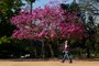 PORTO ALEGRE, RS, BRASIL, 01-08-2017. Fotos com a árvore ipê-roxo. (FOTO: ANDERSON FETTER/AGÊNCIA RBS)Indexador: Anderson Fetter<!-- NICAID(13064604) -->