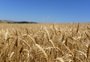 Custos para produzir trigo terão acréscimo de 21,7% no RS