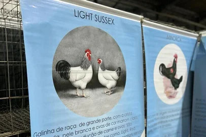 em razão das medidas de prevenção à influenza aviária, aves ornamentais estão presentes de um jeito diferente na Expoleite deste ano<!-- NICAID(15430574) -->