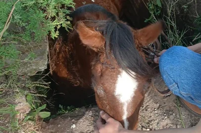Cavalo cai em bueiro em Passo Fundo<!-- NICAID(16329623) -->