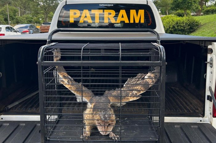 Divulgação / Patram Divulgação / Patram