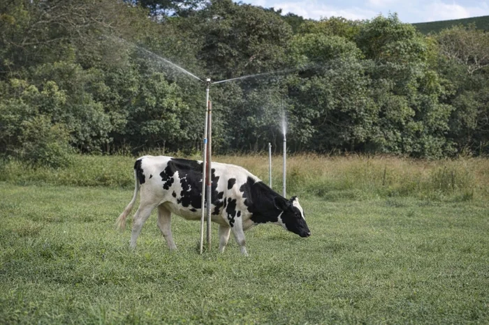 Reprodução / RBSTV