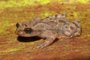Cientistas brasileiros descobriram uma nova espécie de sapo no Parque Estadual da Serra Negra, em Itamarandiba, em Minas Gerais. Chamada de Crossodactylodes serranegra, a espécie foi encontrada no topo de uma montanha da Serra do Espinhaço e, acredita-se, que viva apenas naquela região, conhecida pela riqueza de sua biodiversidade. Foto: Marcus Thadeu Teixeira Santos/Unesp/Divulgação<!-- NICAID(15527029) -->
