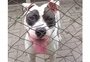 Prefeitura de Caxias do Sul abre sindicância para investigar servidores em caso envolvendo pitbull abandonado