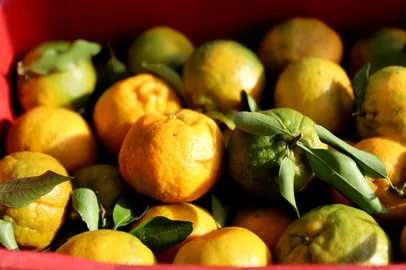 CAXIAS DO SUL, RS, BRASIL 19.05.2025. Após quebra na última safra, bergamota deve chegar mais saborosa e em maior quantidade na mesa dos consumidores da Serra. Expectativa para este ano é de uma produção cheia, de 16 mil toneladas, em 760 propriedades da região. Na foto, a fruta na Ceasa Serra. (Ulisses Castro / Agência RBS).<!-- NICAID(16040602) -->