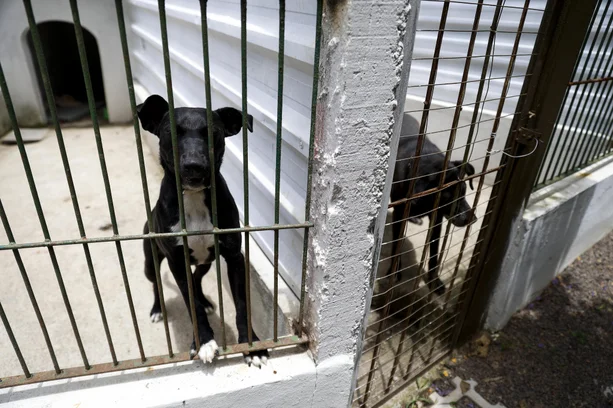 Camila Hermes / Agencia RBS image