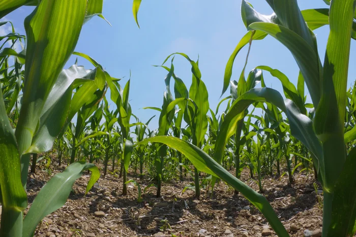 Sxc / Divulgação Sxc / Divulgação