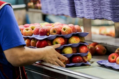 CAXIAS DO SUL, RS, BRASIL, 26/02/2024. Produtores gaúchos esperam fechar a safra da maçã com 400 mil toneladas da fruta. Jorge Palandi vai exportar para Omã esse ano (Neimar De Cesero/Agência RBS)Indexador: Neimar De Cesero<!-- NICAID(15984306) -->