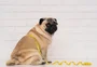 "Mounjaro para cães" chega ao Brasil: entenda como funciona e o que dizem os especialistas