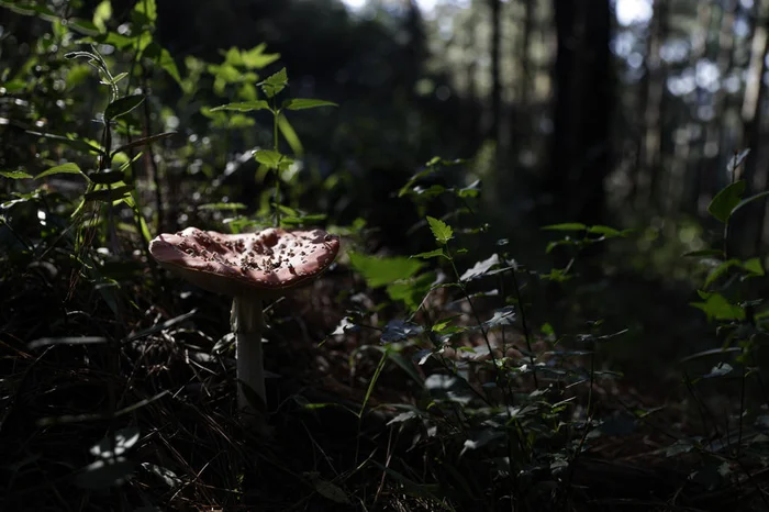 Mateus Bruxel / Agencia RBS Mateus Bruxel / Agencia RBS