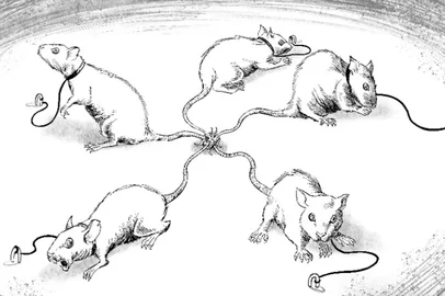 Reprodução / Divulgação Ilustrações do livro "Rei dos Ratos", do autor caxiense Frank Tartarus. Obra é uma adaptação para o formato HQ de um conto de Machado de Assis e terá lançamento nesta sexta-feira, em Caxias do Sul.<!-- NICAID(16285124) -->