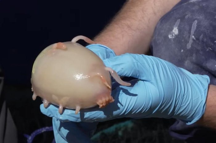 Ocean Census / Divulgação Ocean Census / Divulgação