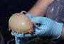 "Porco-do-mar": conheça a nova criatura descoberta por cientistas 