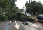 Gabinete de crise começa mapear destruição em Porto Alegre; 150 árvores caíram, mas número deve crescer ao longo do dia
