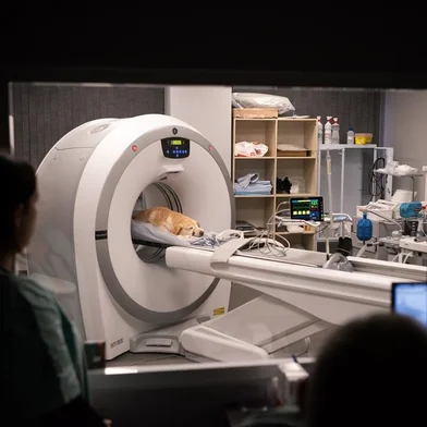 Novo equipamento do hospital veterinário da UCS vai ajudar no diagnóstico precoce de doenças em animais<!-- NICAID(15628563) -->
