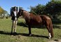 Artista que fará escultura de quatro metros do Cavalo Caramelo visita o animal em Canoas