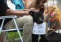Piquete Adotchê: segunda edição da feira busca lar para cães resgatados da enchente