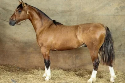 Leilão da GAP alcança média de R$ 97 mil e avalia cavalo Crioulo em R$ 2,5 milhões<!-- NICAID(16306747) -->