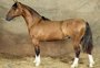 Como um único cavalo foi avaliado em R$ 2,5 milhões no interior do RS