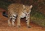 Ataques de onças a humanos são comuns? Especialista explica comportamento do animal