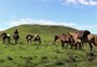 "Histórias de Tropeiro" resgata memórias de mais de um século nos Campos de Cima da Serra