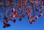 Chegada da primavera traz energia de amor e renovação, aponta astrologia