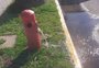 Hidrante sem conserto vira dor de cabeça em Canoas
