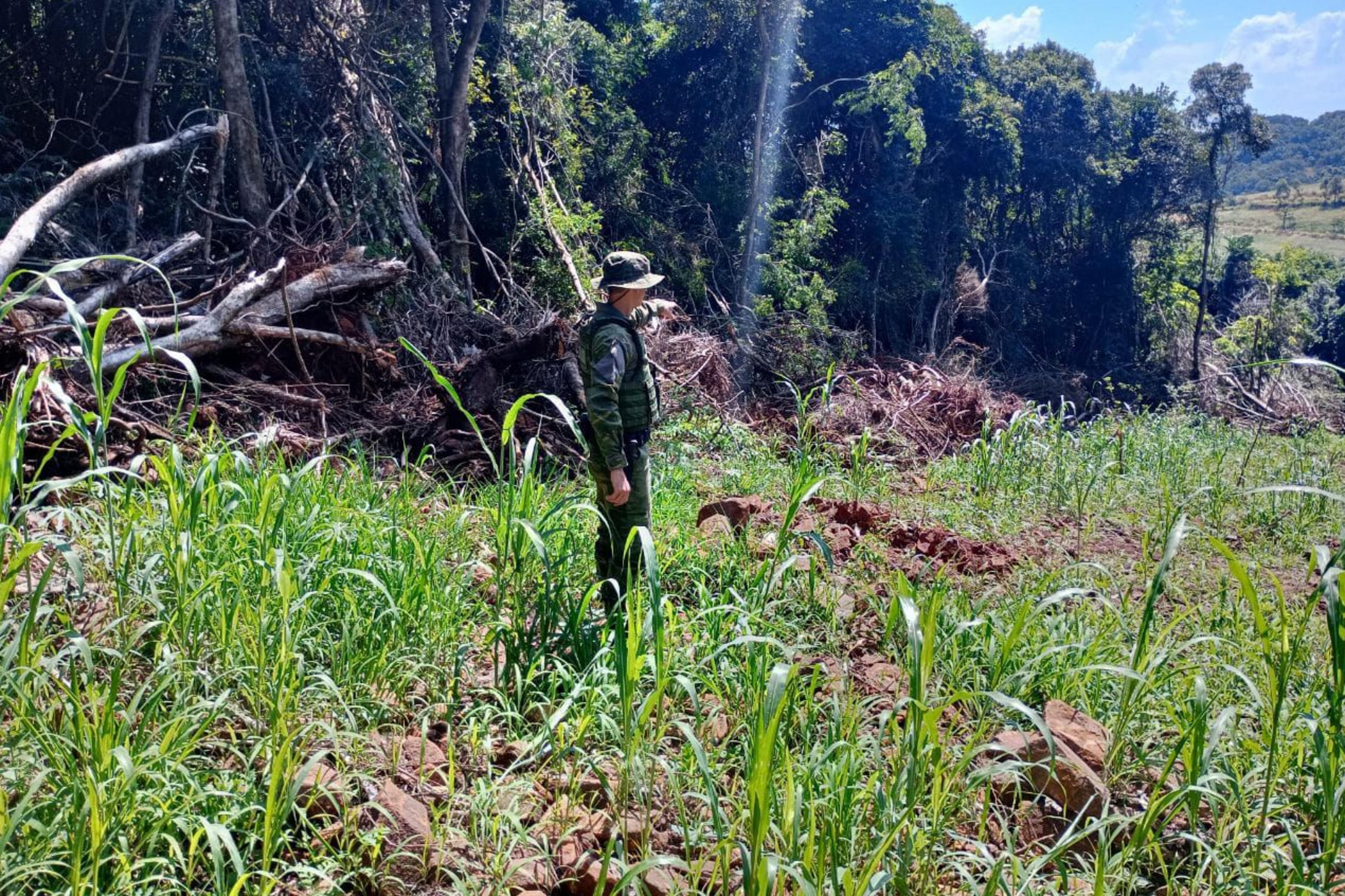 Pol&iacute;cia flagra mais de 36 mil metros quadrados de desmatamento no norte do RS