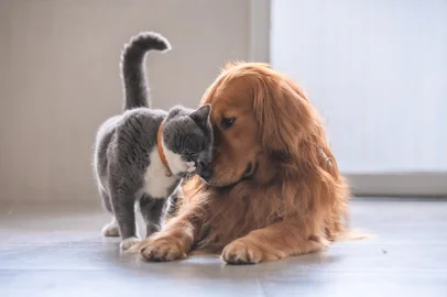British short hair cat and golden retriever<!-- NICAID(15730826) -->