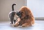 Saiba como calcular a idade de cães e gatos