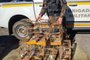 Uma Operação da Patrulha Ambiental da Brigada Militar, no Vale do Taquari, apreendeu sete gaiolas com cinco pássaros silvestres da espécie Azulão em uma residência no município de Arroio do Meio. <!-- NICAID(15510062) -->