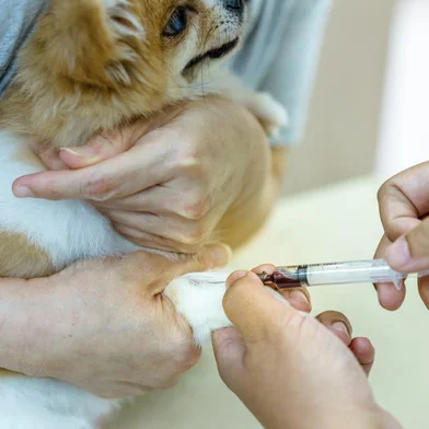 Canine (dog) Cephalic Vein Blood Collection, Pomeranian dog was collected blood from right foreleg by veterinarian, medicine, pet, animals, health care concept.Fonte: 175021928<!-- NICAID(15608467) -->