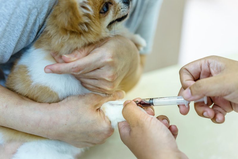 Canine (dog) Cephalic Vein Blood Collection, Pomeranian dog was collected blood from right foreleg by veterinarian, medicine, pet, animals, health care concept.Fonte: 175021928<!-- NICAID(15608467) -->