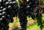 Uvas são vendidas nas praças de Caxias nesta quinta-feira e no sábado