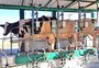 Como o setor leiteiro busca se proteger do efeito do calor sobre a produção