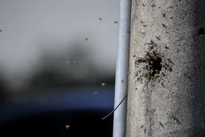 Lucas Amorelli / Agencia RBS