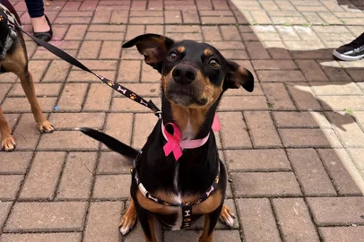 Ação busca conscientizar sobre câncer de mama em animais de estimação<!-- NICAID(15552600) -->
