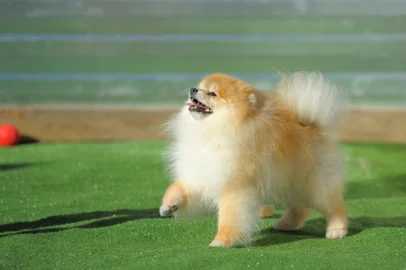 Portrait of red puppy of german spitz on artificial grassPORTO ALEGRE, RS, BRASIL,11/05/2020 - Lulu da pomerânia. Foto:Tolubaev Stanislav / stock.adobe.com/Indexador: Toloubaev Stanislav tsteve@mail.Fonte: 163330470<!-- NICAID(14496979) -->