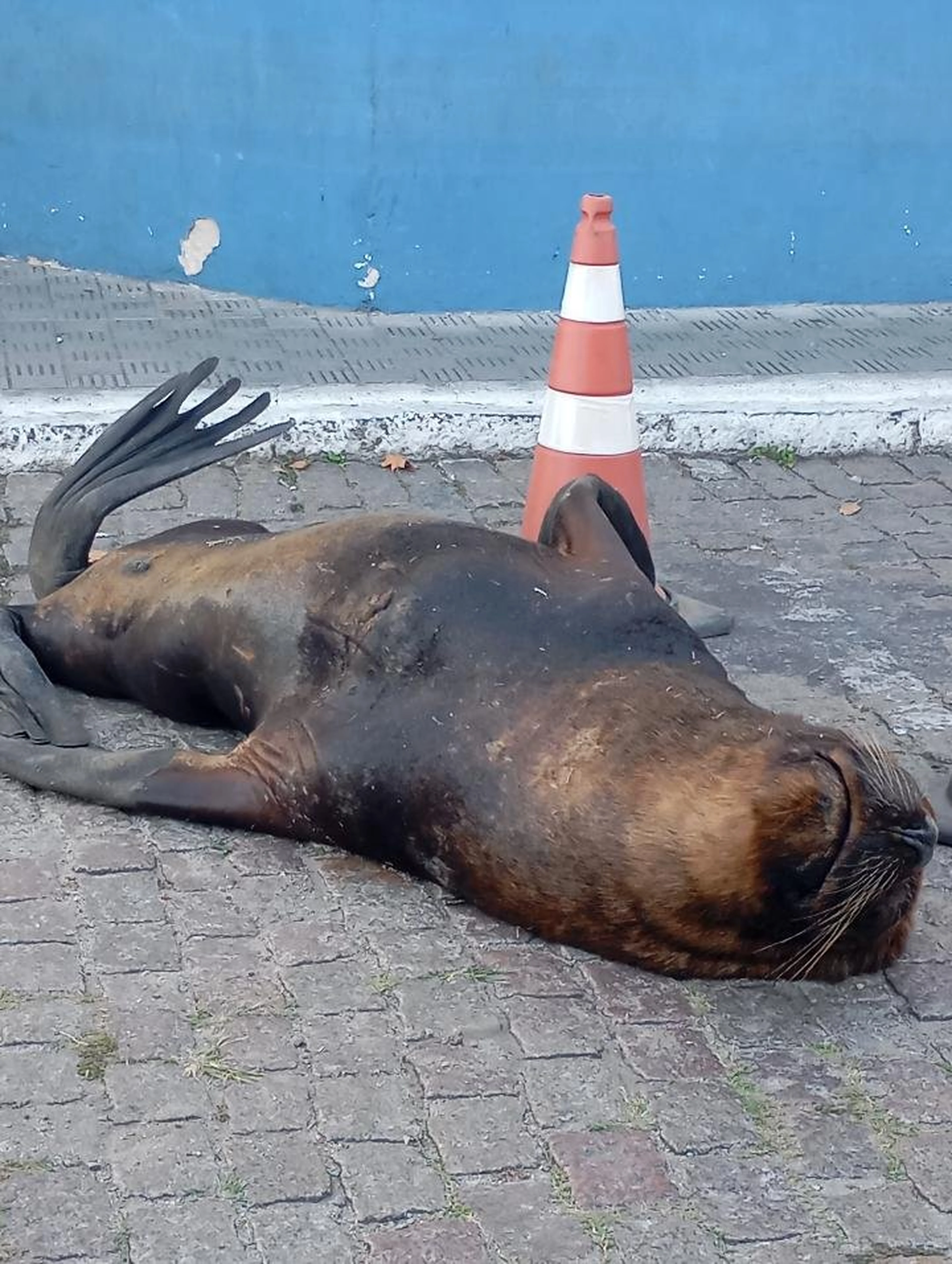 Seloir Sidnei Santos/Arquivo Pessoal