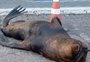 Leão-marinho é flagrado descansando no cais do porto histórico de Rio Grande; veja vídeo