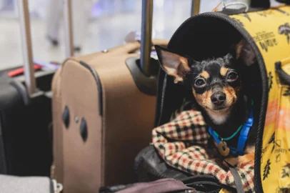 Dog in the airport hall before the flight, near luggage suitcase baggage, concept of travelling with pets, small black dog sitting in the pet carrier before the trip at the terminal station Pet em mala - Foto: tsuguliev/stock.adobe.comIndexador: NICKTSUGULIEVFonte: 567680451<!-- NICAID(15675238) -->