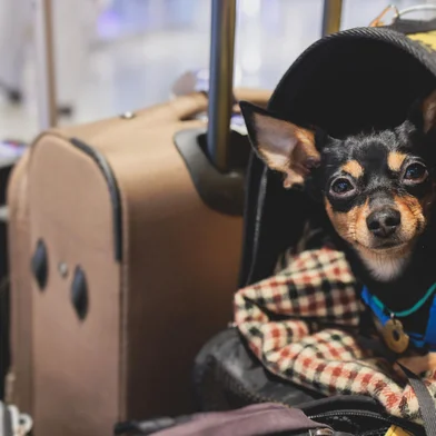 Dog in the airport hall before the flight, near luggage suitcase baggage, concept of travelling with pets, small black dog sitting in the pet carrier before the trip at the terminal station Pet em mala - Foto: tsuguliev/stock.adobe.comIndexador: NICKTSUGULIEVFonte: 567680451<!-- NICAID(15675238) -->