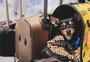 Vai viajar com o pet? Confira os cuidados necessários 
