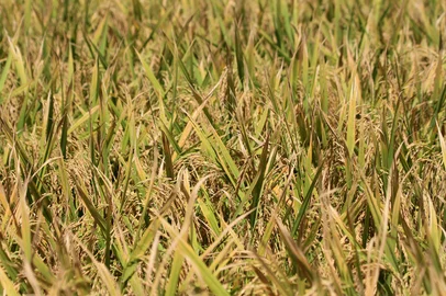 SÃO BORJA, RS, BRASIL 09/02/2017 - Colheita do arroz na Capiati Agropecuária, Vila Nhu-Porã, São Borja. Proprietários: Adalberto Pereira Alvarez e seus filhos Fernando Fabbrin Alvarez e Bernardo Fabbrin Alvarez.Indexador: CLAUDIO GOTTFRIED<!-- NICAID(12726147) -->